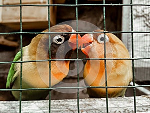 Couple of Love Birds in cages