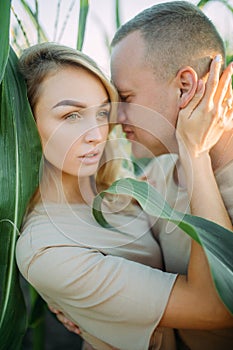 Couple in love embraces among cornfield