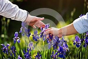 Couple in love hands touching iris flower,Blue iris flower in th