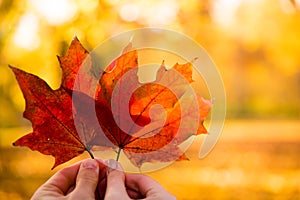 Couple in love holding with hands two red maple tree leaves