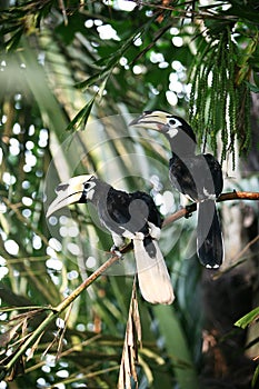 Couple of love of Oriental pied hornbill