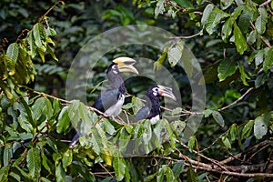 Couple of love of Oriental pied hornbill