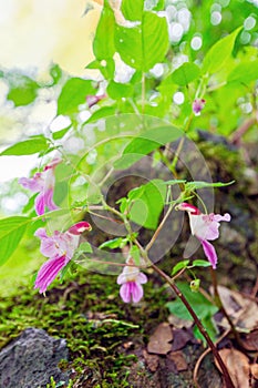 Couple love parrot flowers or Impatiens psittacina