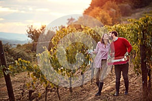 Couple in love in vineyard before harvesting