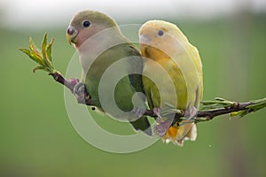 Couple of lovebird on a peach branch