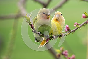 Couple of lovebird on a peach branch