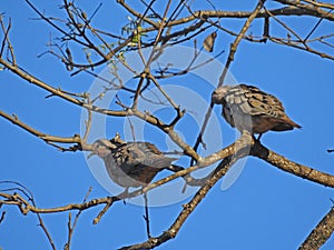 A couple of lovebirds - South Brazil