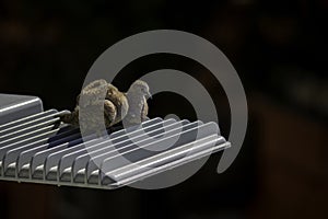 Couple of lovebirds who live in the city, perch on a streetlight