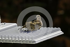 Couple of lovebirds who live in the city, perch on a streetlight