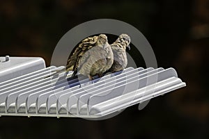 Couple of lovebirds who live in the city, perch on a streetlight