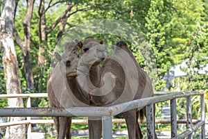 Couple of lovely camels sweet moment in iron cage at zoo