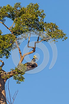 Couple of lover Great hornbill