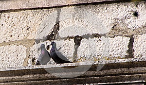 A couple of loving pigeons