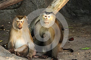 Couple of Macaca fascicularis