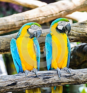 Couple macaw, blue-winged macaw, yellow-blue macaw