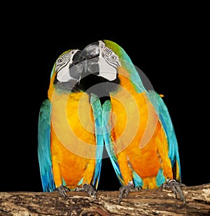 Couple of macaw parrots photo