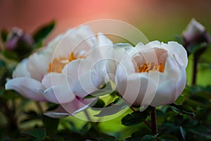 A couple of macro closeup view of beautiful white peony