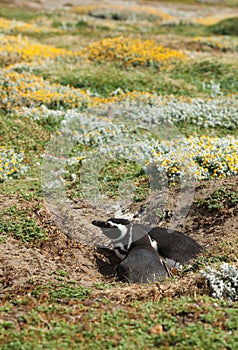 Couple of Magellanic Penguin in Patagonia