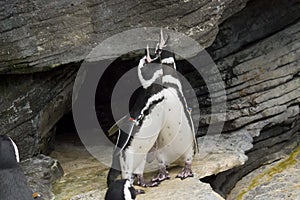 Couple of magellanic penguins shouting photo