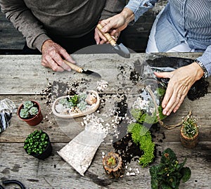 Couple making a terrarium with miniature plants photo
