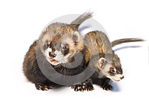 Couple of male and female ferrets as sample of sexual dimorphism