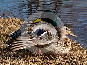 A couple - male and female of mallards or wild ducks (Anas platyrhynchos)