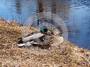 A couple - male and female of mallards or wild ducks (Anas platyrhynchos)