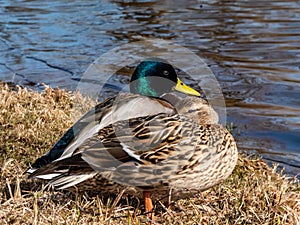 A couple - male and female of mallards or wild ducks (Anas platyrhynchos)