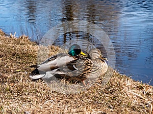 A couple - male and female of mallards or wild ducks Anas platyrhynchos, one with a glossy bottle-green head and other with