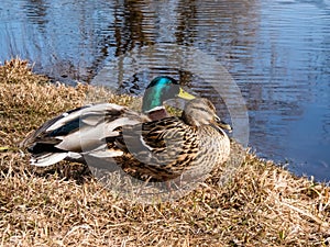 A couple - male and female of mallards or wild ducks Anas platyrhynchos, one with a glossy bottle-green head and other with