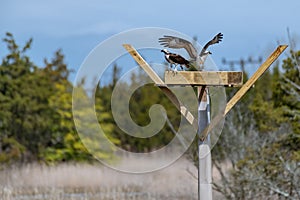 Couple of male and female ospreys