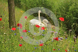 Couple swans with poppies in spring.