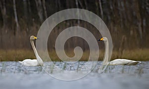 De masculino a una mujer cisnes hoja sobre el cada próximo sobre el el gran abedul en la primavera 