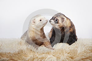 Couple of male ferrets in different colors posing on background