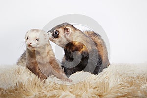 Couple of male ferrets in different colors posing on background