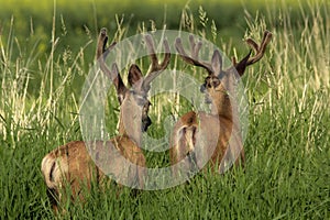 Couple of male Mule deer are in the high grass in the field