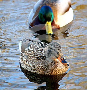 Couple of Mallard Duck Ducks swimming