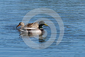 Couple of mallards (Anas platyrhynchos)