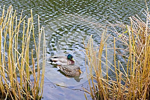 Couple of mallards ducks swimming behind the reeds