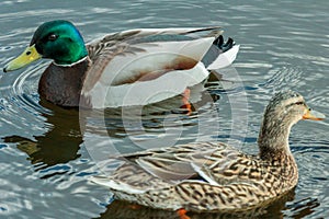 Couple of mallards floating on the pond.