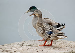 Couple of mallards standing on a stone surface.