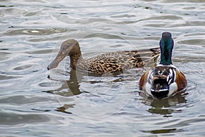 A couple of Mallards swimming at Estero Llano Grande State Park, Texas