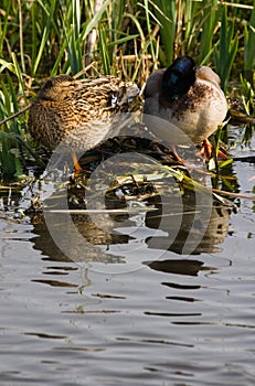 Couple of Mallards or Wild ducks