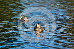 Couple of mallards or wild ducks, Anas platyrhynchos swimming in a lake