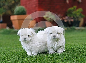 A couple of maltese bichon puppies in the grass