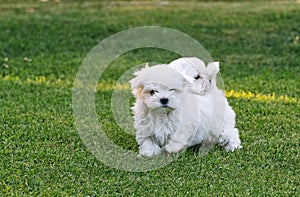 A couple of maltese bichon puppies playing in the grass