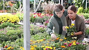 Couple man and woman choosing gazania in flower shop