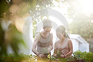 Couple, man and woman with plants in garden, harvest and sustainability of herbs for growth. Happy people, working and