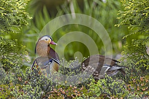 Couple of Mandarin duck hiding to build their nest in the woodland in early spring