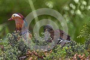Couple of Mandarin duck hinding in the woodland in early spring